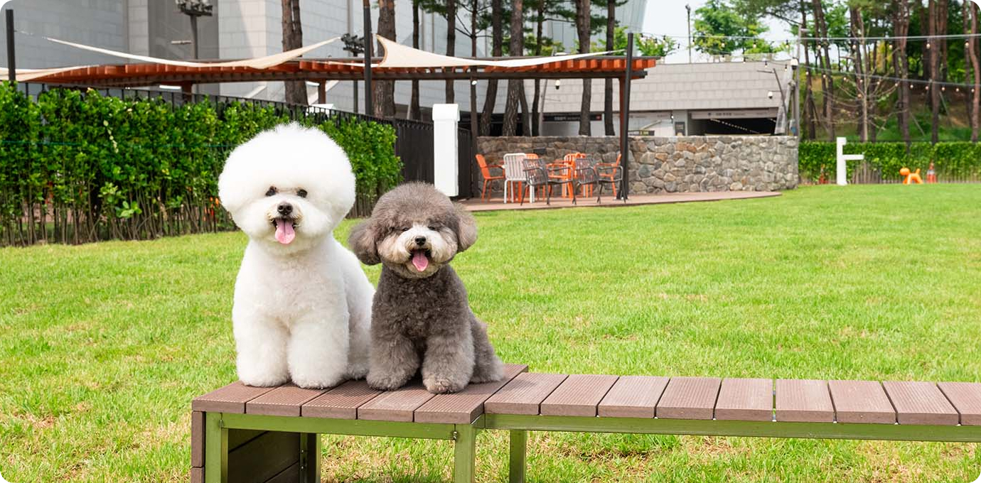 푸들 두마리 사진