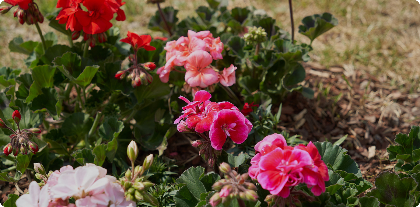 스타가든 옥상정원 꽃 이미지
