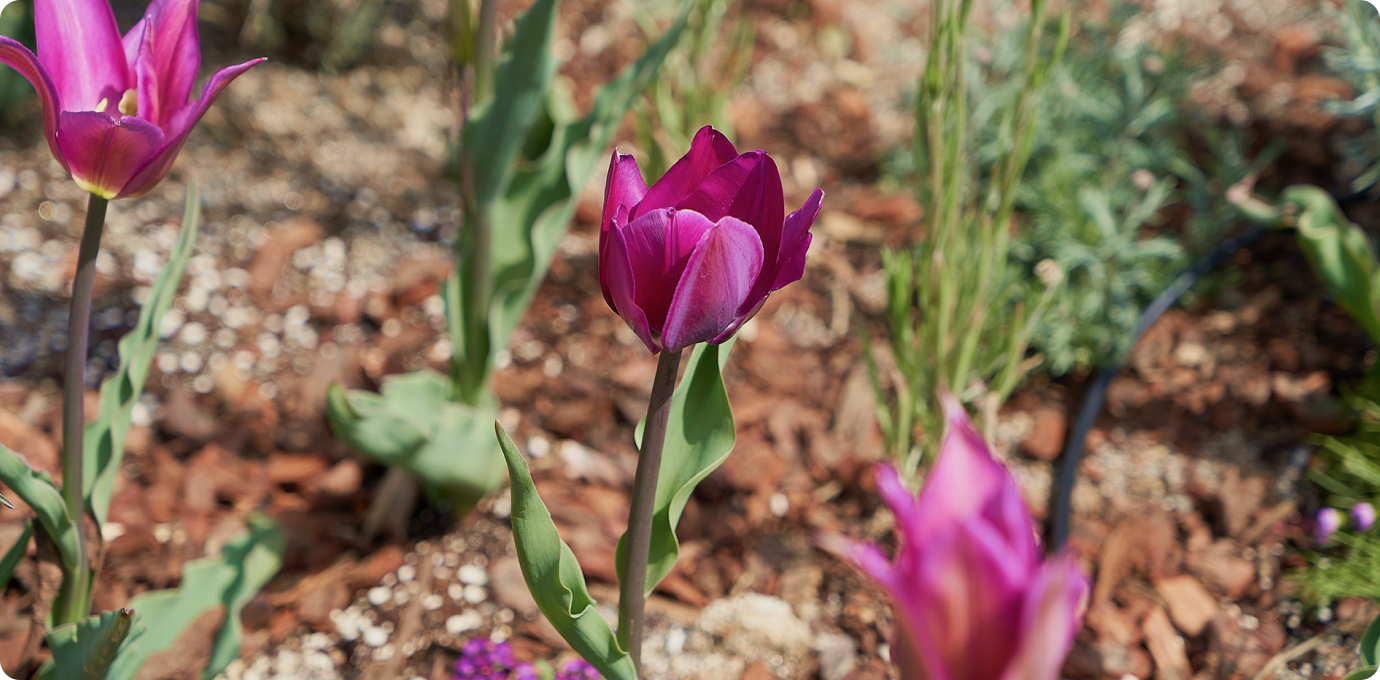 스타가든 옥상정원 꽃 이미지
