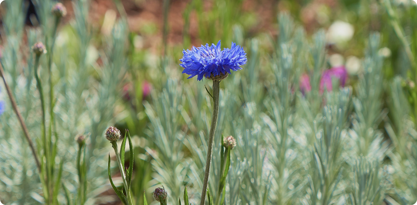 스타가든 옥상정원 꽃 이미지