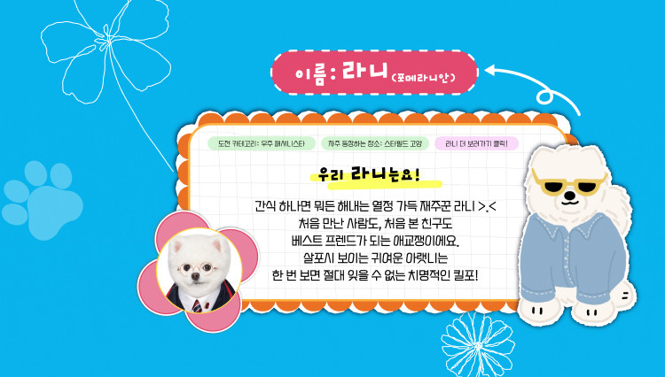 라니(포메라니안) 인스타그램 바로가기