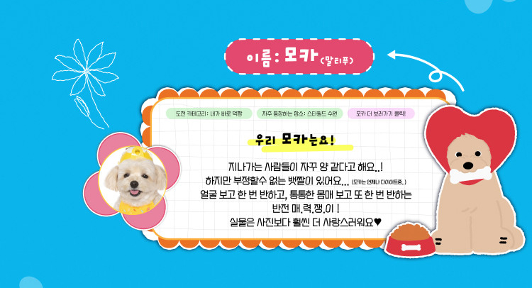 모카(말티푸) 인스타그램 바로가기