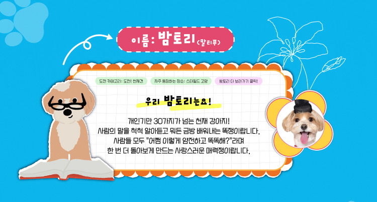 밤토리(말티푸) 인스타그램 바로가기