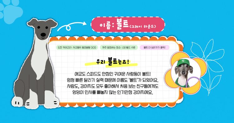 볼트(이탈리아 그레이 하운드 IG) 인스타그램 바로가기