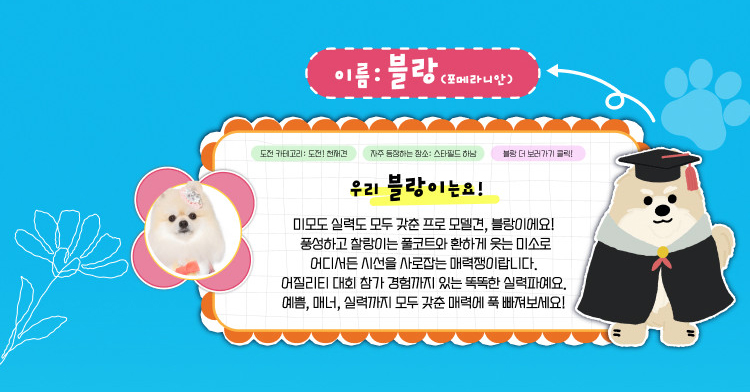 블랑(포메라니안) 인스타그램 바로가기