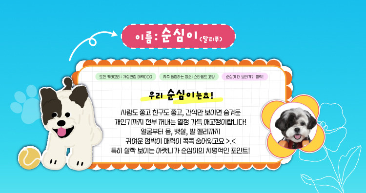 순심이(말티푸) 인스타그램 바로가기